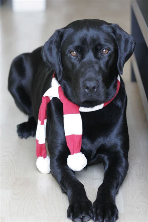 We did not find results for: Pin von Valorie Lujan auf Animals | Labrador retriever ...