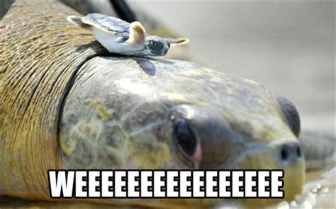 Funny Turtles Dump A Day