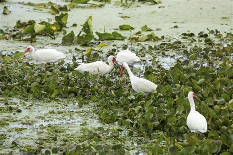 Group Of White Ibises Feeding At Orlando Wetlands Park Stock Image Image Of Hyacinths