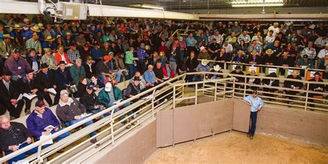 Farmers Come First At Brussels Livestock Auction