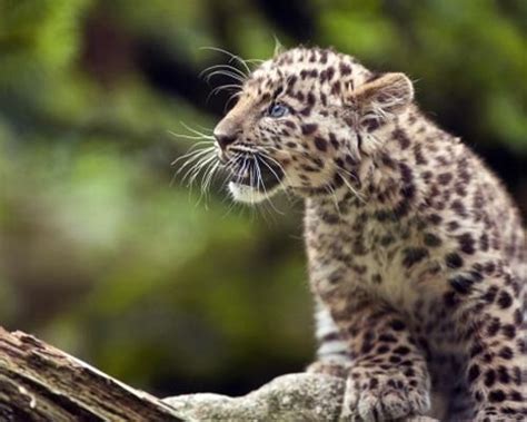 Amur Leopards Amur Leopard Endangered Animals Endangered Species