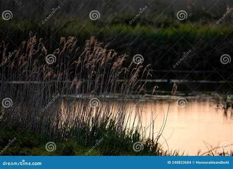 Stunning Summer Vibes Landscape Of Sunset Over Reed Beds In Somerset