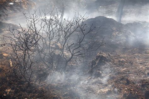Forest Fire Smoke Stock Image Image Of Environment Outdoor 21181215