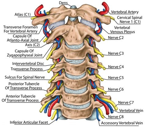 12 photos of the anatomy of the back of the neck. Cervical Spine Surgery: An Overview