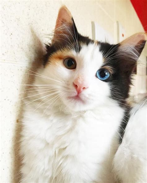 A Black And White Cat With Blue Eyes Sitting On A Counter Next To A Mirror