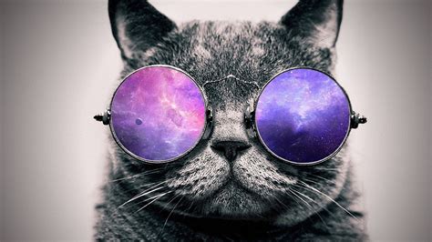 Artwork Digital Art Cat Glasses Wallpapers Hd Desktop And Mobile