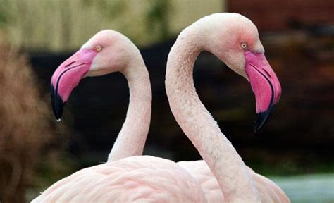 Flamingo At An Illinois Zoo Was Put Down After A Child Threw A Rock At