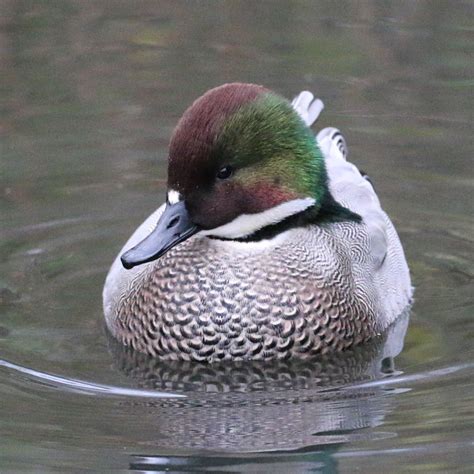 Falcated Duckteal