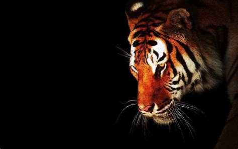 Quality wallpaper with a preview on: Black Tiger Wallpapers - Wallpaper Cave