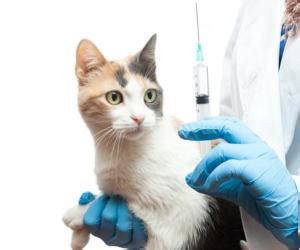 Kitten combo (distemper, felv/fiv test, flea & tick preventative): Should You Vaccinate Your Adult Cat for Distemper? - The ...