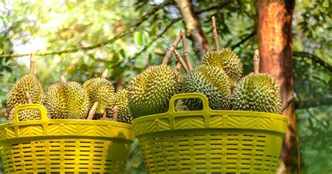 Learn how to use a demand letter and what information to include in it. Malaysia's durian exporters see spike in demand from China ...