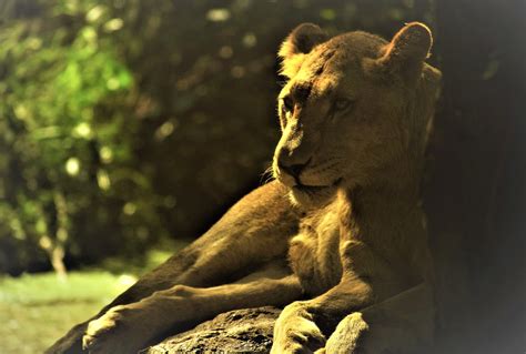 Lioness Animal Wildlife Free Photo On Pixabay Pixabay