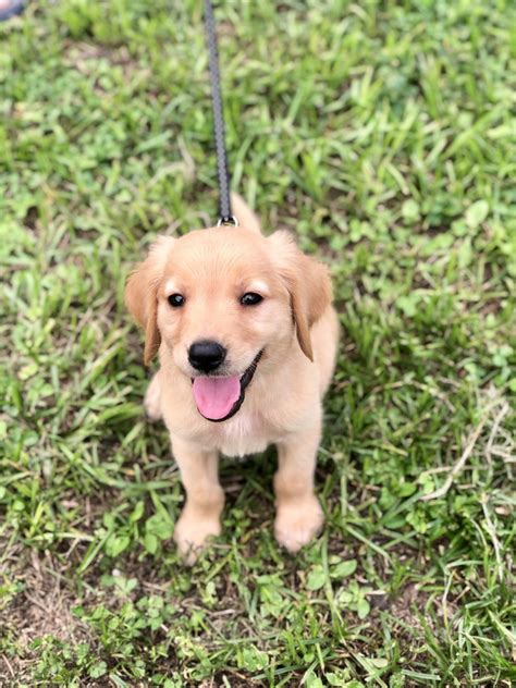 Max golden retriever puppies.there are 2 males and female availables. Golden Retriever Puppies For Sale | Tampa, FL #306156