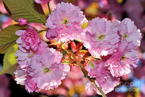 Vancouver Cherry Blossoms Special 11 2021 Photograph By Terry Elniski