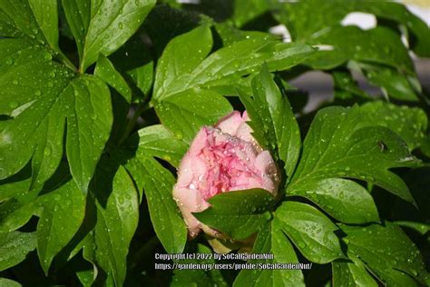 Photo Of The Bloom Of Intersectional Hybrid Peony Paeonia Scrum