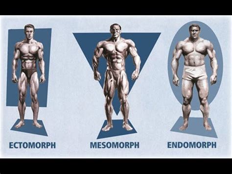 Body Types Bodybuilding Their Significance In Training Endomorph