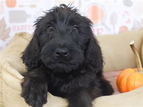 Giant Schnoodle Dog Male Black 3386584 Animal Kingdom Puppies N Love