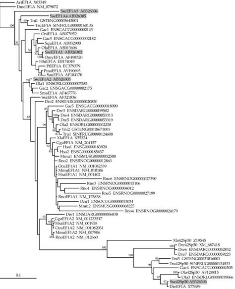 Phylogenetic Relationships Among Sseef1as And A Wide Range Of Download Scientific Diagram