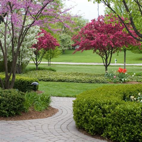 Dwarf Ornamental Trees And Shade Trees For The Landscape