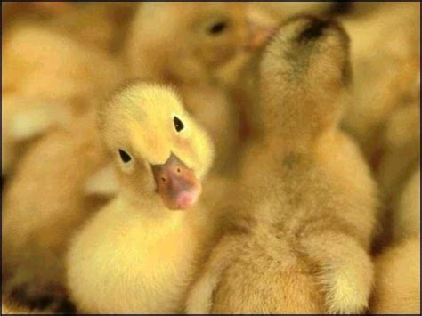 50 Things To Make You Say A Animals Cute Ducklings
