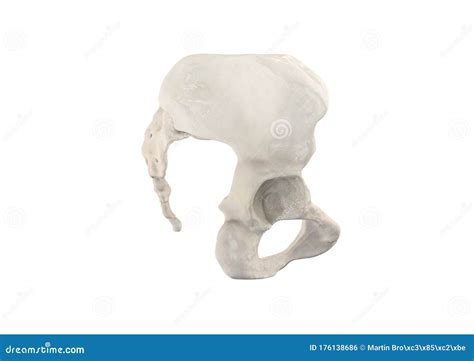 Pelvis Human Skeleton Female Pelvic Bone Anatomy Hip D Artwork