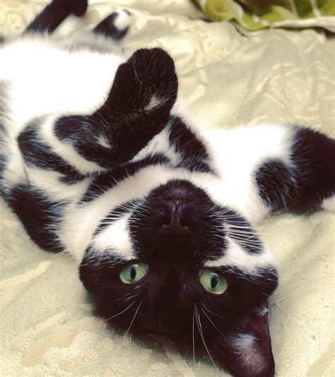 Spotted Green Eyed Black And White Cat With Pretty Eyes Pretty Cats