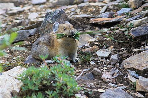Pikas In Peril Tiny Mountain Mammal Faces Uncertain Future Natural
