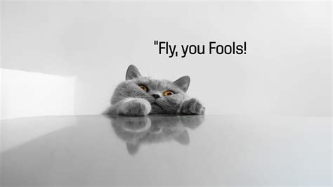 Funny Cat Memes Wallpapers Top Free Funny Cat Memes Backgrounds WallpaperAccess