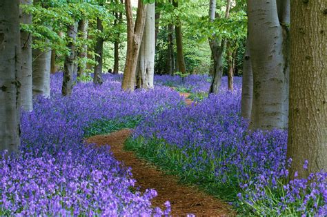 A Path Through The Bluebell Wood At Coton Manor Northamptonshire