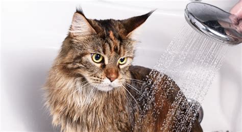 Does Your Cat Need A Bath Veterinarian In Allen Tx Allen