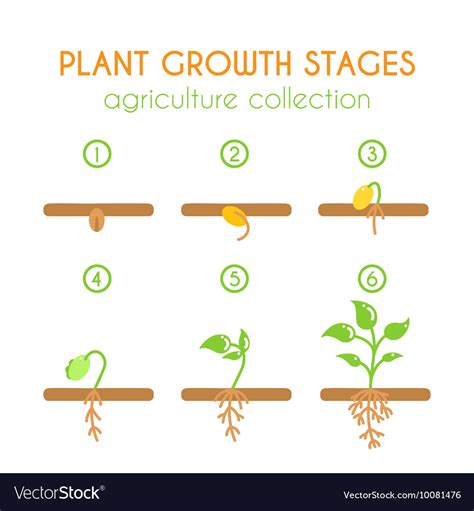 Plant Growth Stages Planting Process Royalty Free Vector