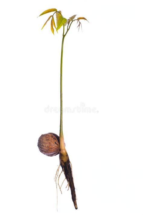 Young Walnut Tree Offspring With Roots Grows Out Of An Walnut Isolated