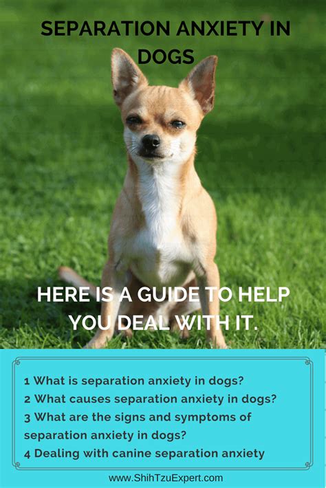 Separation Anxiety In Dogs Here Is A Guide To Help You