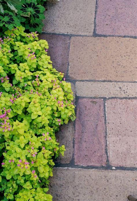 25 Low Maintenance Groundcover Plants That Look Great With Little Work