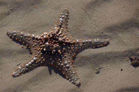 Starfish Marine Invertebrates Invertebrate Echinoderm Picture Image