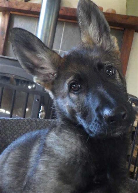 She is playful, super friendly and has an outgoing personality. German Shepherd Puppies from FNK - Far North Kennel
