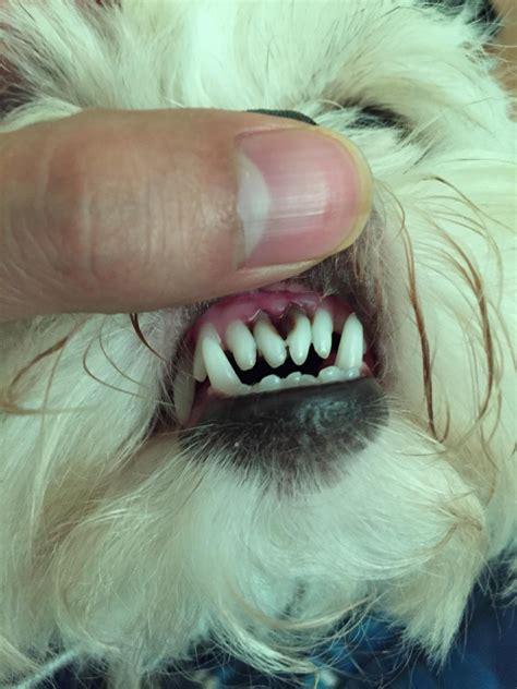 What Can I Do For My Dogs Rotten Teeth