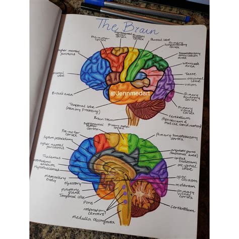 Brain Anatomy | Medical school studying, Brain anatomy, Biology notes