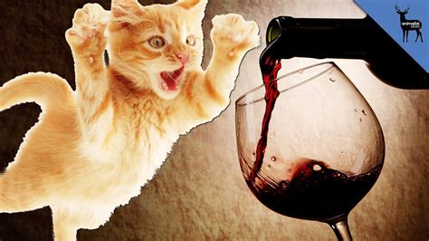 Kittens Love Catnip Wine Youtube