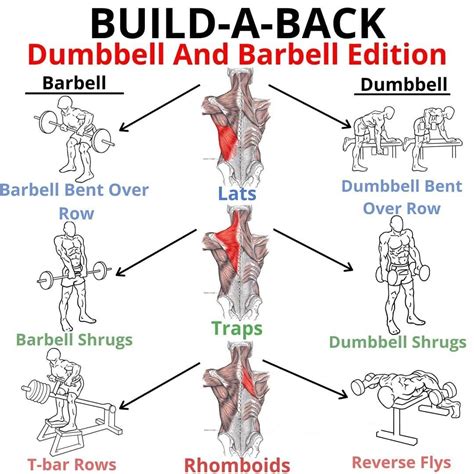 Build A Back Back Workout Bodybuilding Gym Tips Back Workout Men