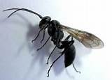 Images of A Black Wasp