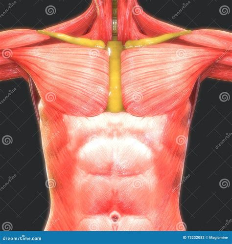Human Muscle Body With Skeleton Anatomy Stock Illustration