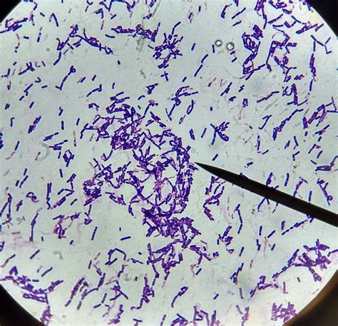 Bacillus Large Gram Positive Rod Shaped Bacteria