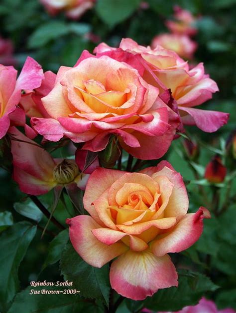 Rose Rosa Rainbow Sorbet In The Roses Database