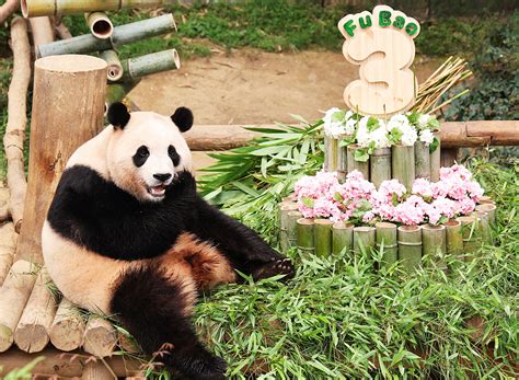 Beloved Giant Panda Fu Bao Celebrates 3rd Birthday In South Korea Cgtn
