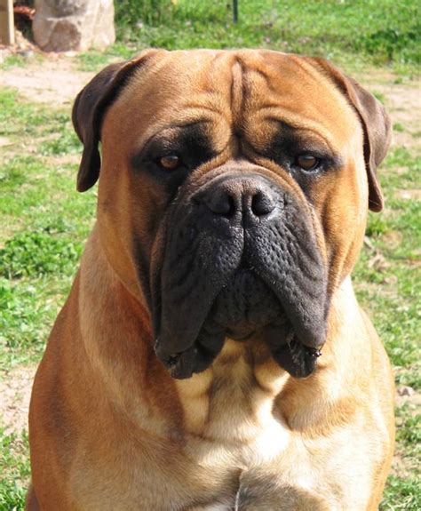 Bulmastif Bullmastiff Dinoanimalspl