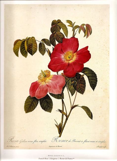 Botanical Print Redoute 2007 French Roses Color Print Original Etsy