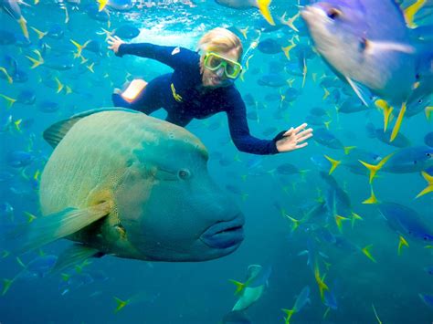 Whitsundays Fastest Thrilling Snorkel Tour And Whitehaven Beach Tour