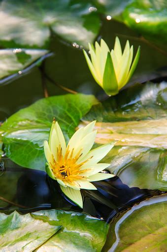 Bunga Waterlily Atau Teratai Kuning Mekar Di Kolam Foto Stok Unduh