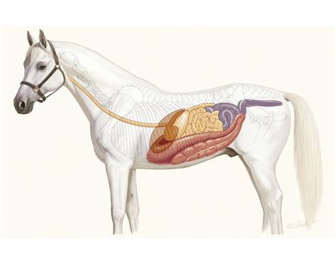 Horse Digestive System Dot Quiz Easy
